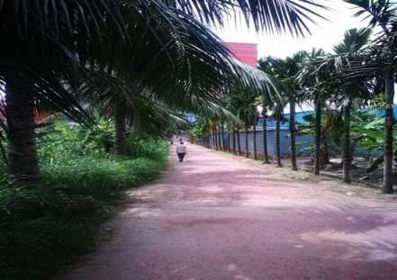 Tree-lined campus path